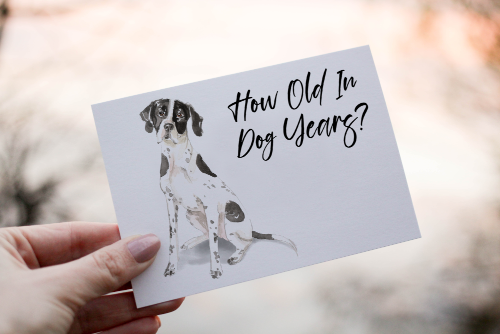 English Pointer Dog Birthday Card, Dog Birthday Card